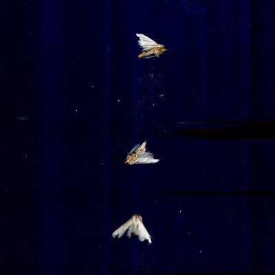 Petit papillon blanc